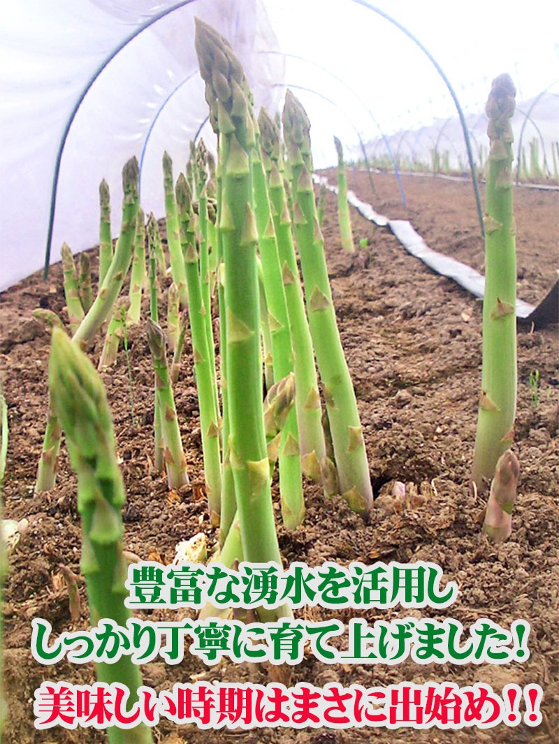 ぐんぐん成長するアスパラ