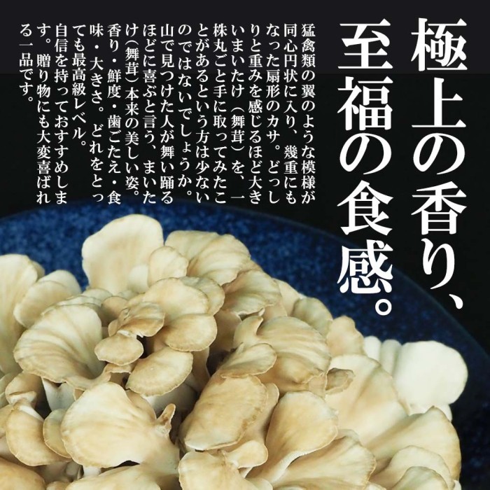 市場 ふるさと納税 北海道厚沢部産 えぞまいたけ大株400g×2 がんばれ北海道