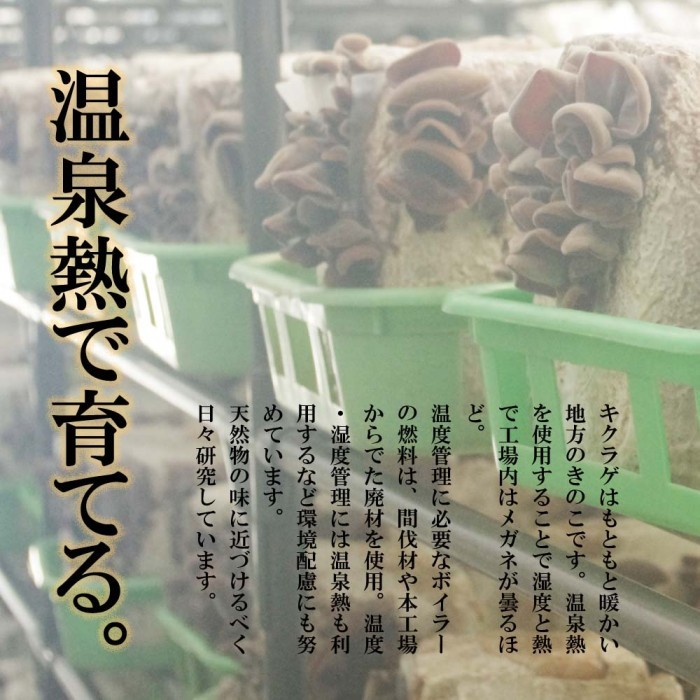 温泉熱で育てる