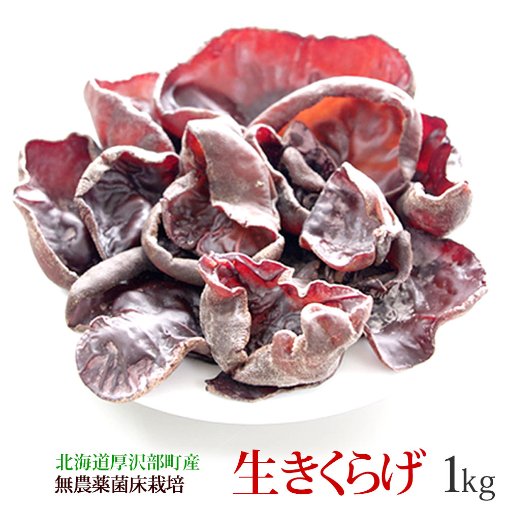 きくらげ 生 国産 1kg 北海道産 生きくらげ 送料無料 無農薬 ビタミンD 菌床 栽培 キクラゲ 冷蔵 お取り寄せ 食物繊維 しゃぶしゃぶ 天ぷら  わさび醤油