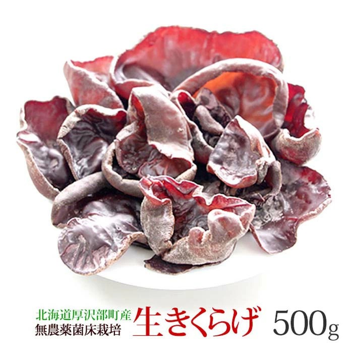 きくらげ 生 国産 500g 北海道産 生きくらげ 送料無料 無農薬