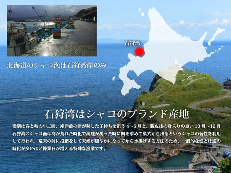 北海道石狩湾シャコ