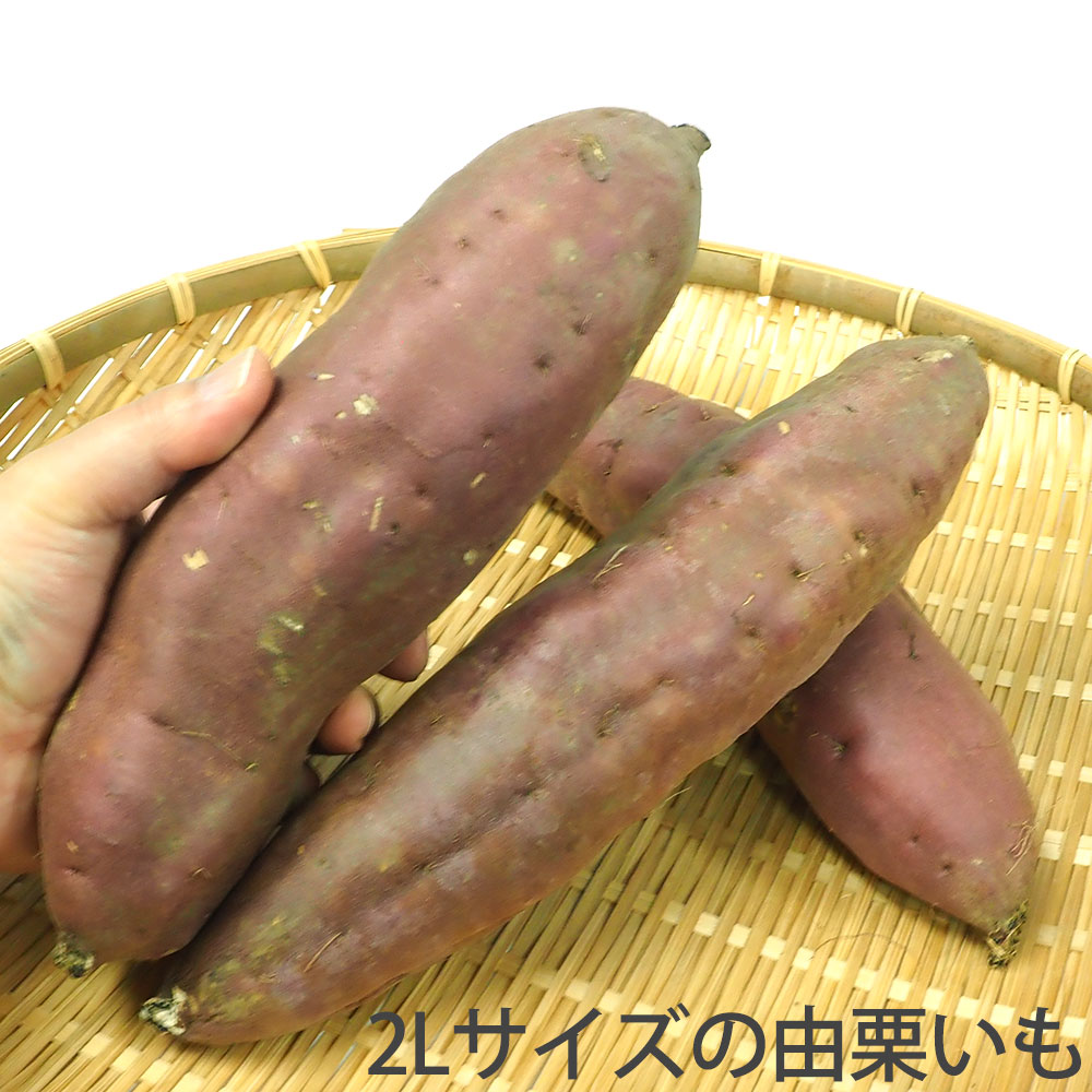 由栗いも ゆっくりいも