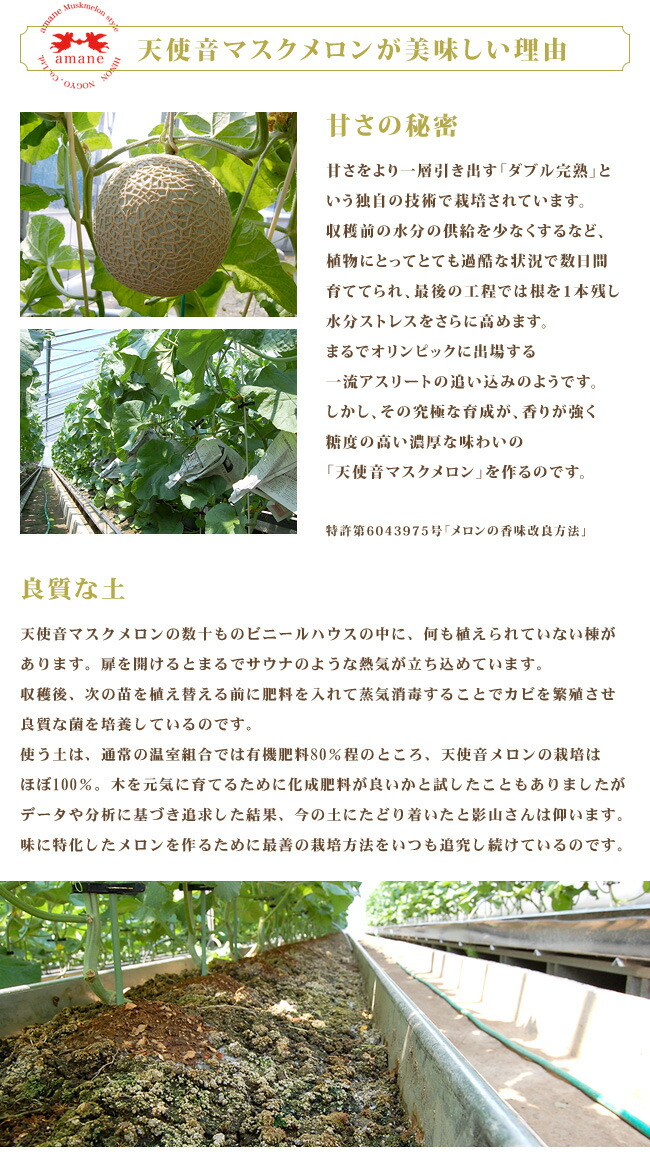 天使音メロン栽培の様子