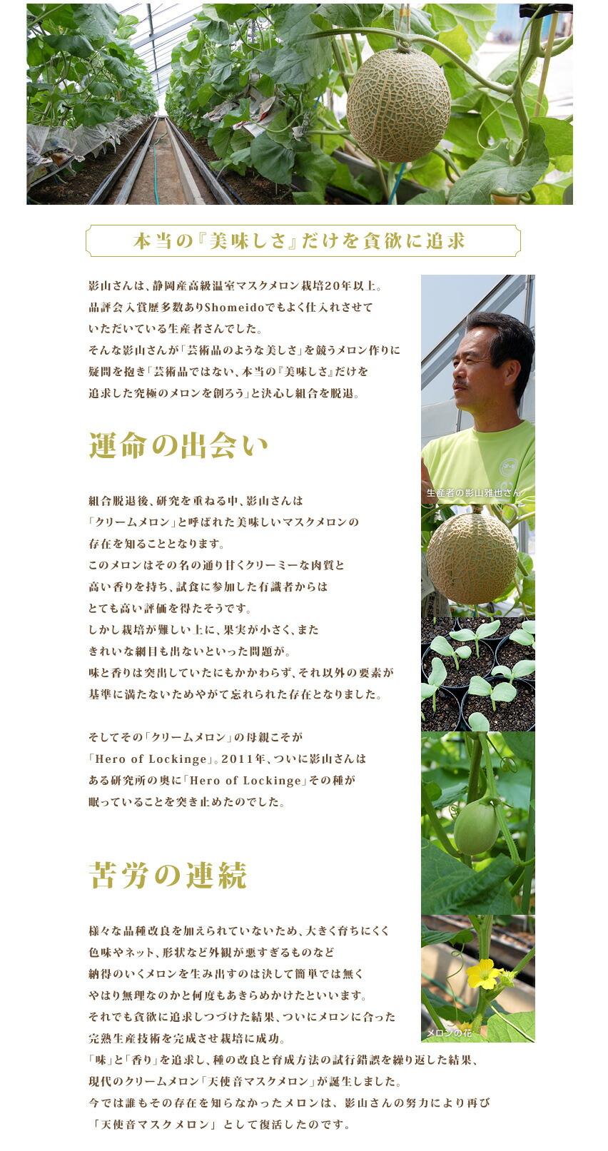 幻のメロンの歴史