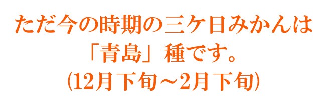 ただ今お取り扱いの三ケ日みかんは青島種です