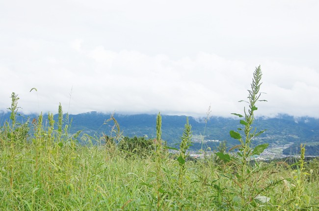 産地の風景
