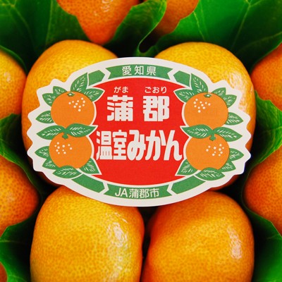 蒲郡産高級温室みかん【秀品】