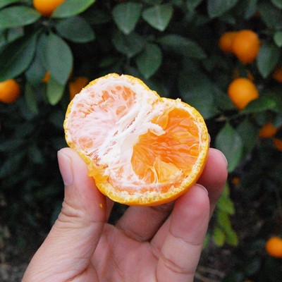 蒲郡産高級温室みかん【秀品】