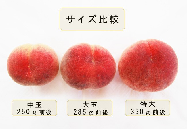 サイズの比較