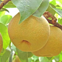長野県下伊那産 豊水梨【ロイヤル（特秀品）】