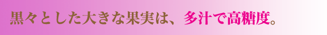 多重で高糖度