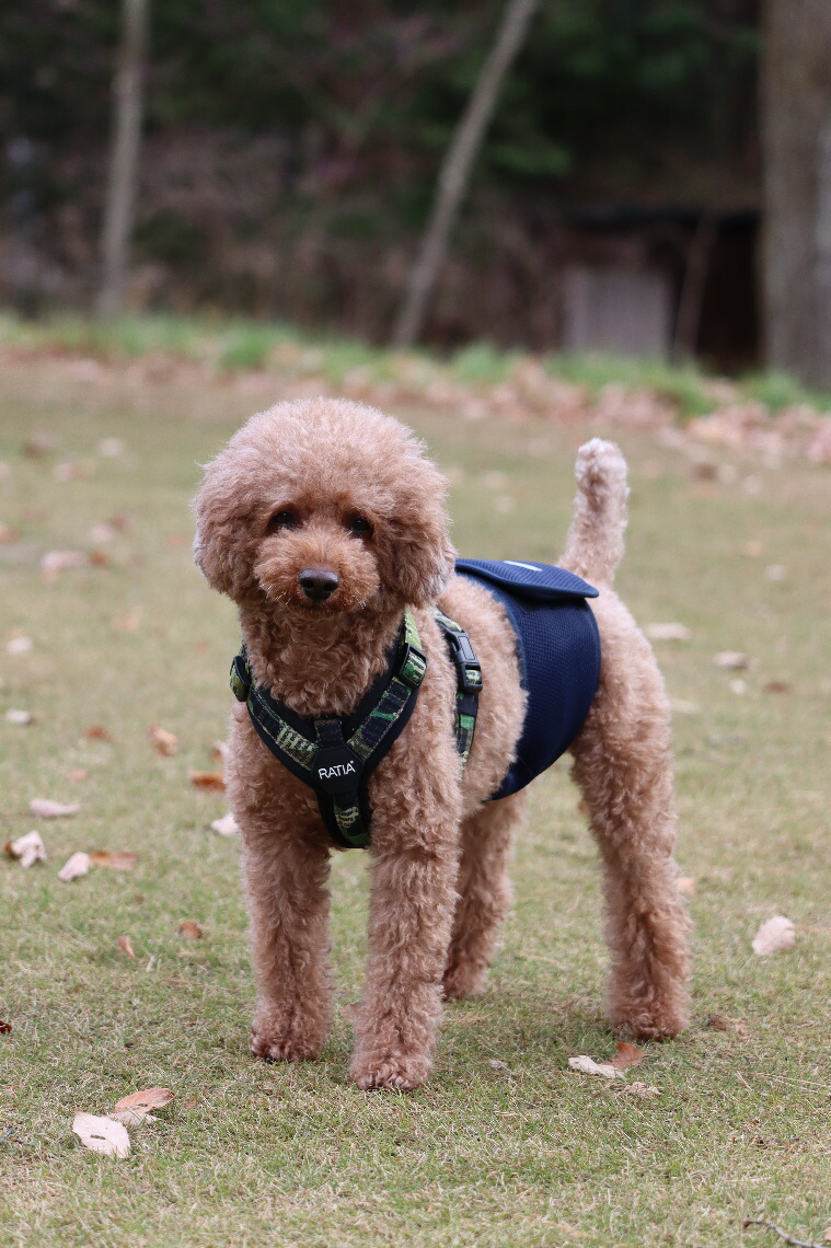 Hakusan]こんなマナーベルトが欲しかった【ファーストマナーベルト】XS