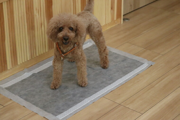 高齢犬に特におすすめのバリアフリーペットシーツ【ファーストカーボン