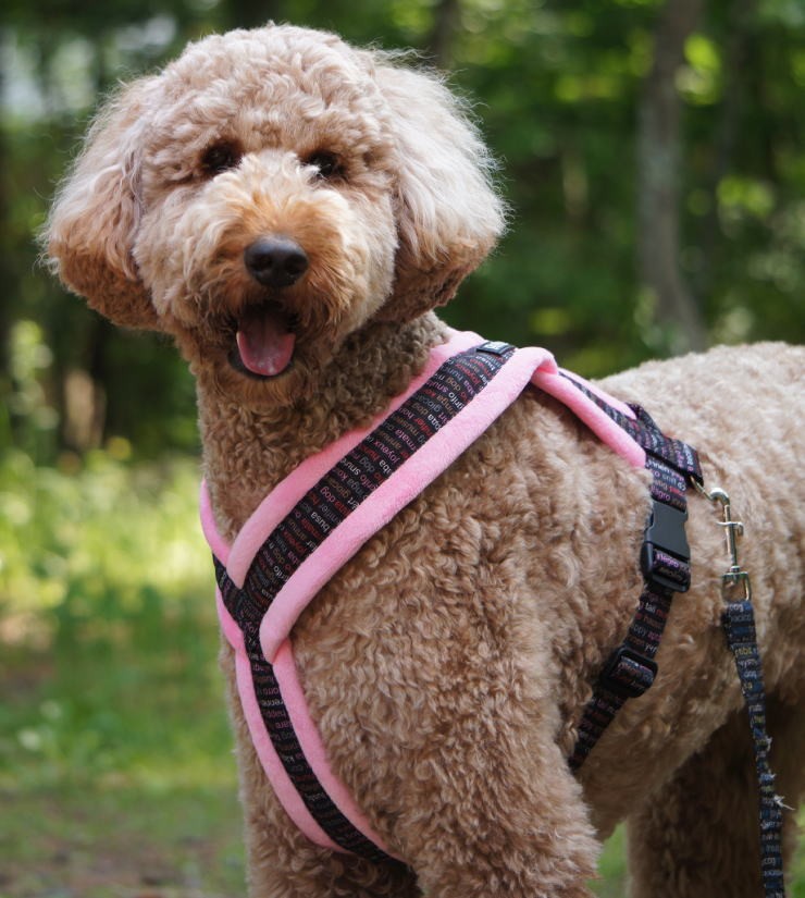 Topcanis][トップカニス] 肌触り抜群 愛犬の体に優しくフィットするＹ