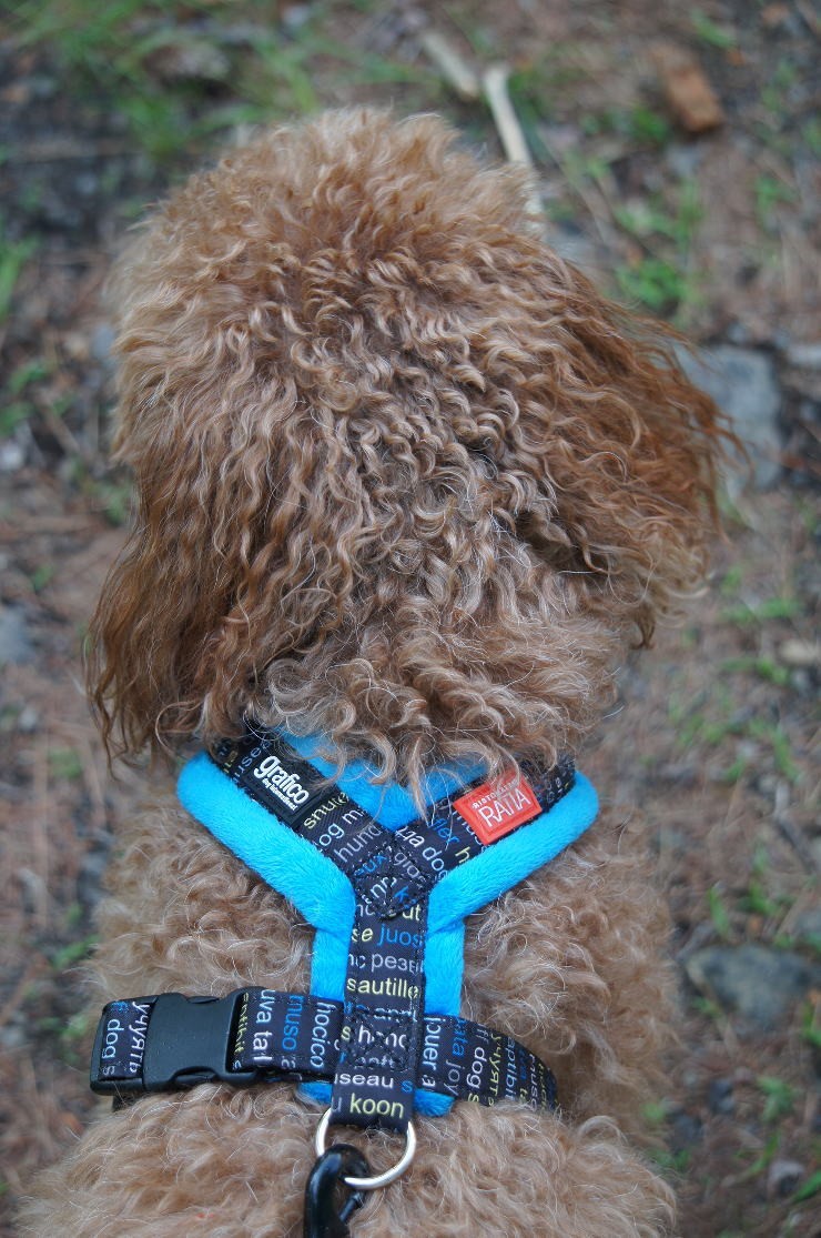 Topcanis][トップカニス] 肌触り抜群 愛犬の体に優しくフィットするＹ