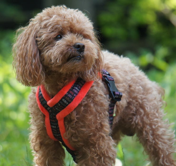 [Topcanis][トップカニス] 肌触り抜群 愛犬の体に優しくフィットするＹ型ハーネス [Topcanis×RatiaＹ型ソフトハーネス]