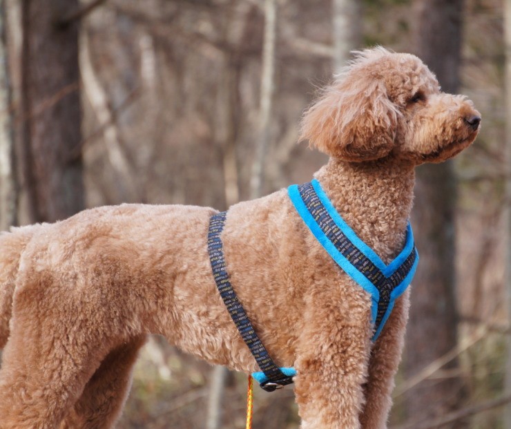 [Topcanis][トップカニス] 肌触り抜群 愛犬の体に優しくフィットするＹ型ハーネス [Topcanis×RatiaＹ型ソフトハーネス]