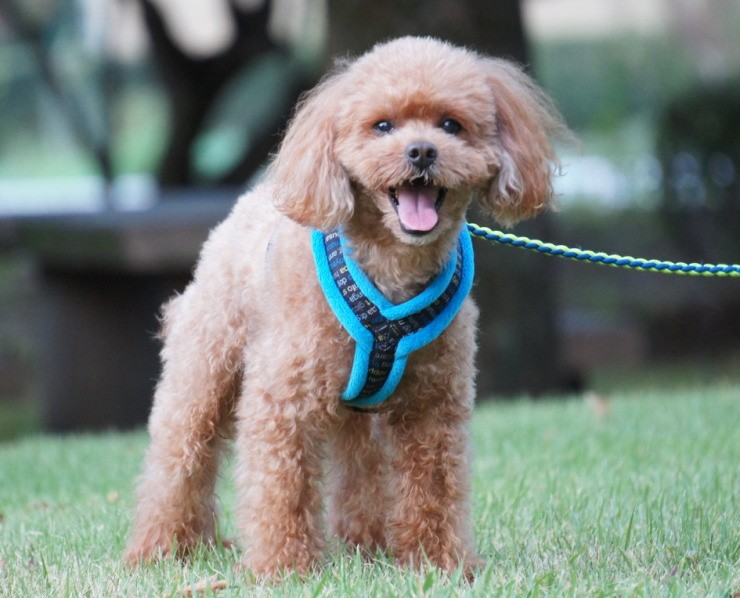 Topcanis][トップカニス] 肌触り抜群 愛犬の体に優しくフィットするＹ