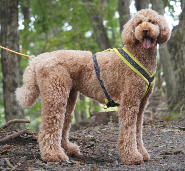 [Topcanis][トップカニス] 肌触り抜群 愛犬の体に優しくフィットするＹ型ハーネス [Topcanis×RatiaＹ型ソフトハーネス]