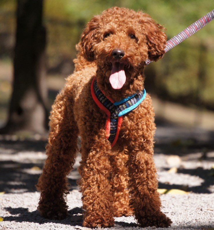 [Topcanis][トップカニス] 肌触り抜群 愛犬の体に優しくフィットするＹ型ハーネス [Topcanis×RatiaＹ型ソフトハーネス]