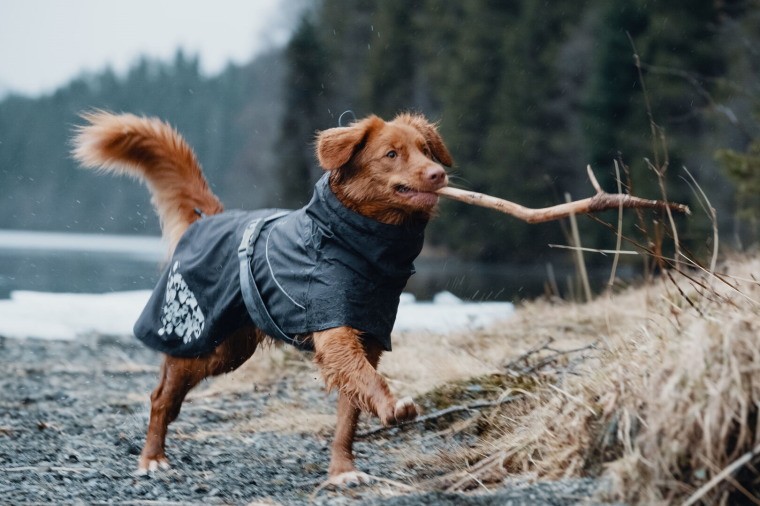 Hurtta フルッタ・レインコート「モンスーンコート」 大型犬用 犬服