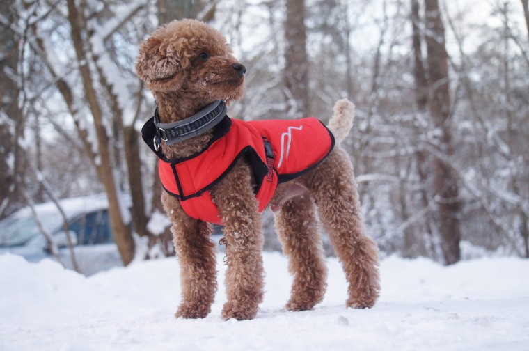 Hakusan ダウンジャケット ゼロジャケット 中型犬用サイズ