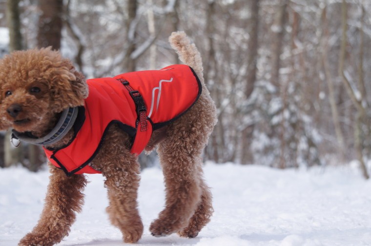 Hakusan ダウンジャケット ゼロジャケット 大型犬用サイズ