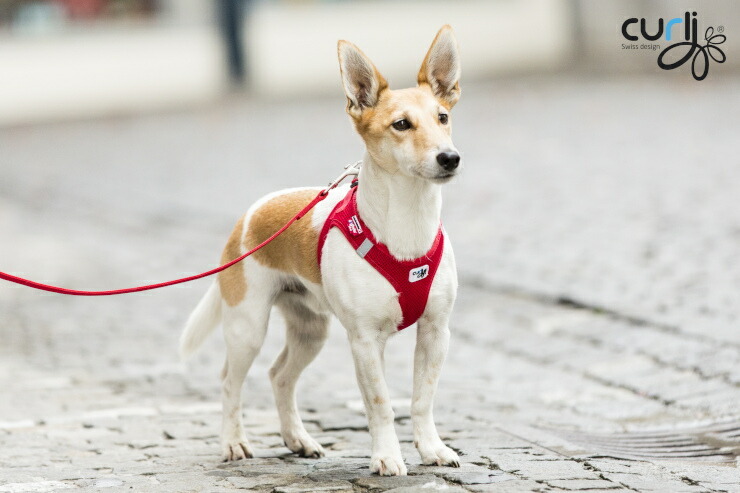 スイスの高級ドッグブランド[Curli] ベストエアメッシュハーネス[VEST AIR MESH HARNESS] 小型犬用  :10000528:1stDogCafe - 通販 - Yahoo!ショッピング