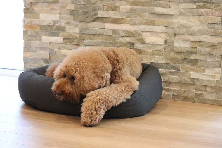 MiaCara ドッグサークルクッション【RONDO・Lサイズ】Made in Germany