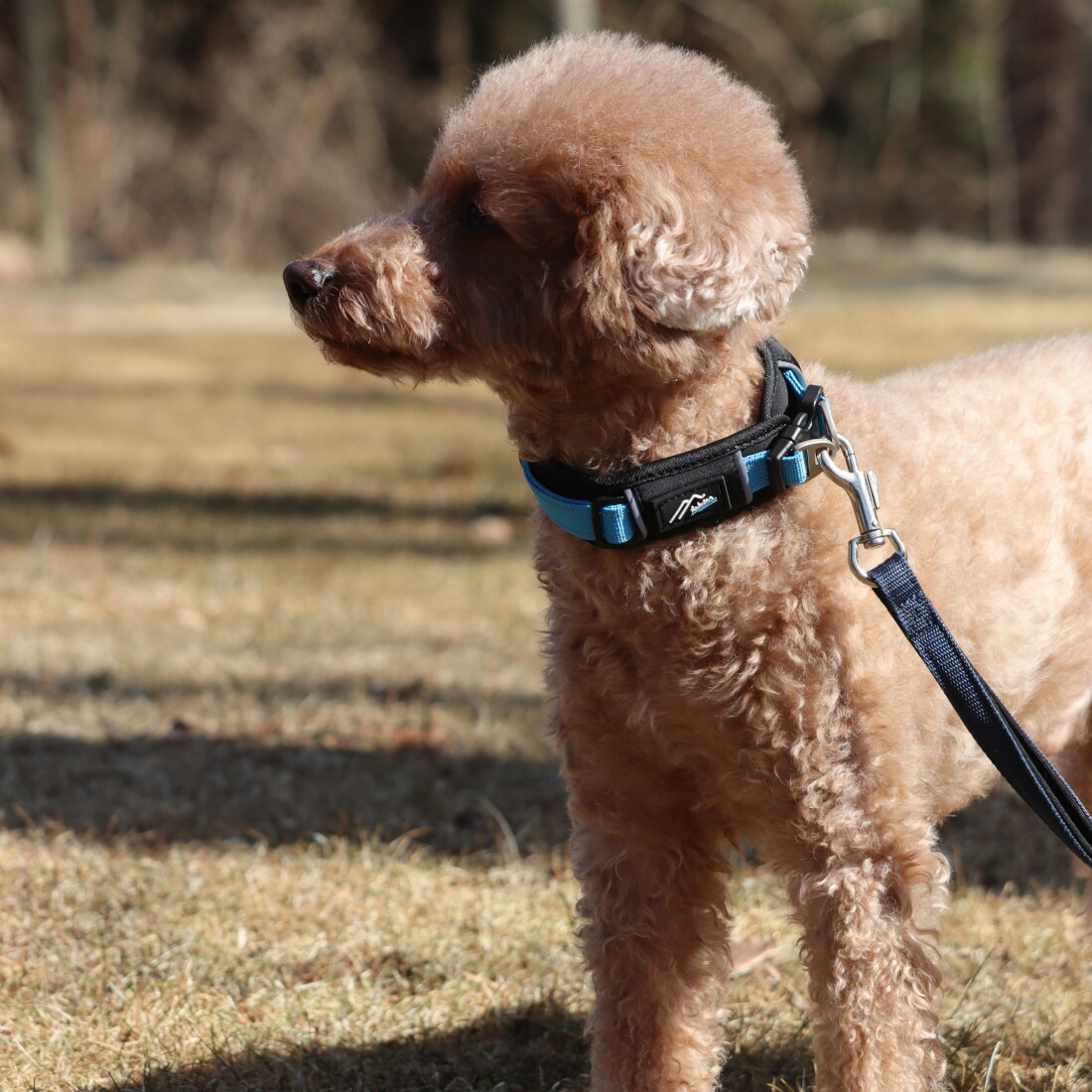 Hakusan]愛犬の首に優しくフィットするダブルリング首輪【ゼロ