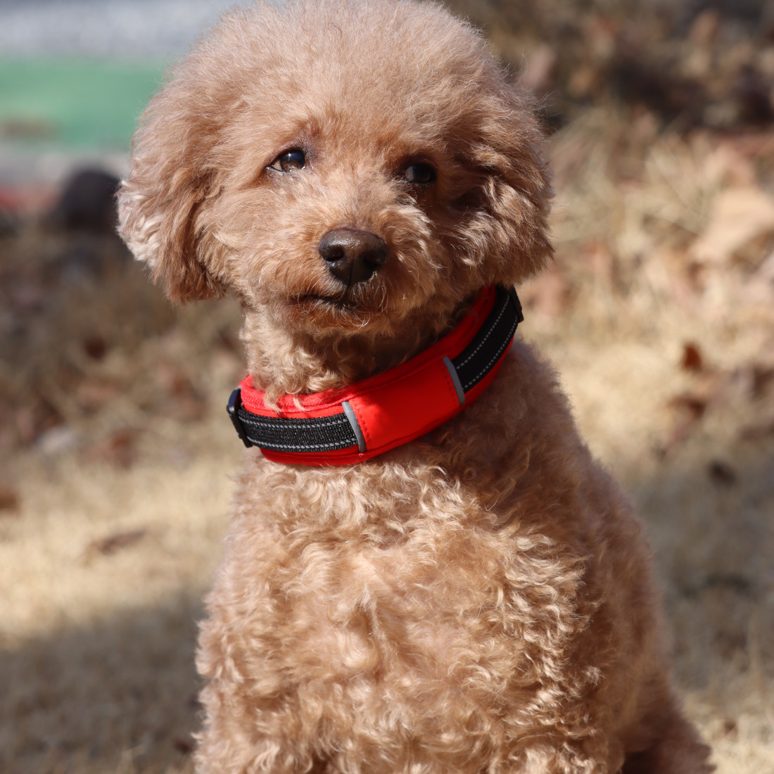 Hakusan]愛犬の首に優しくフィットするダブルリング首輪【ゼロ