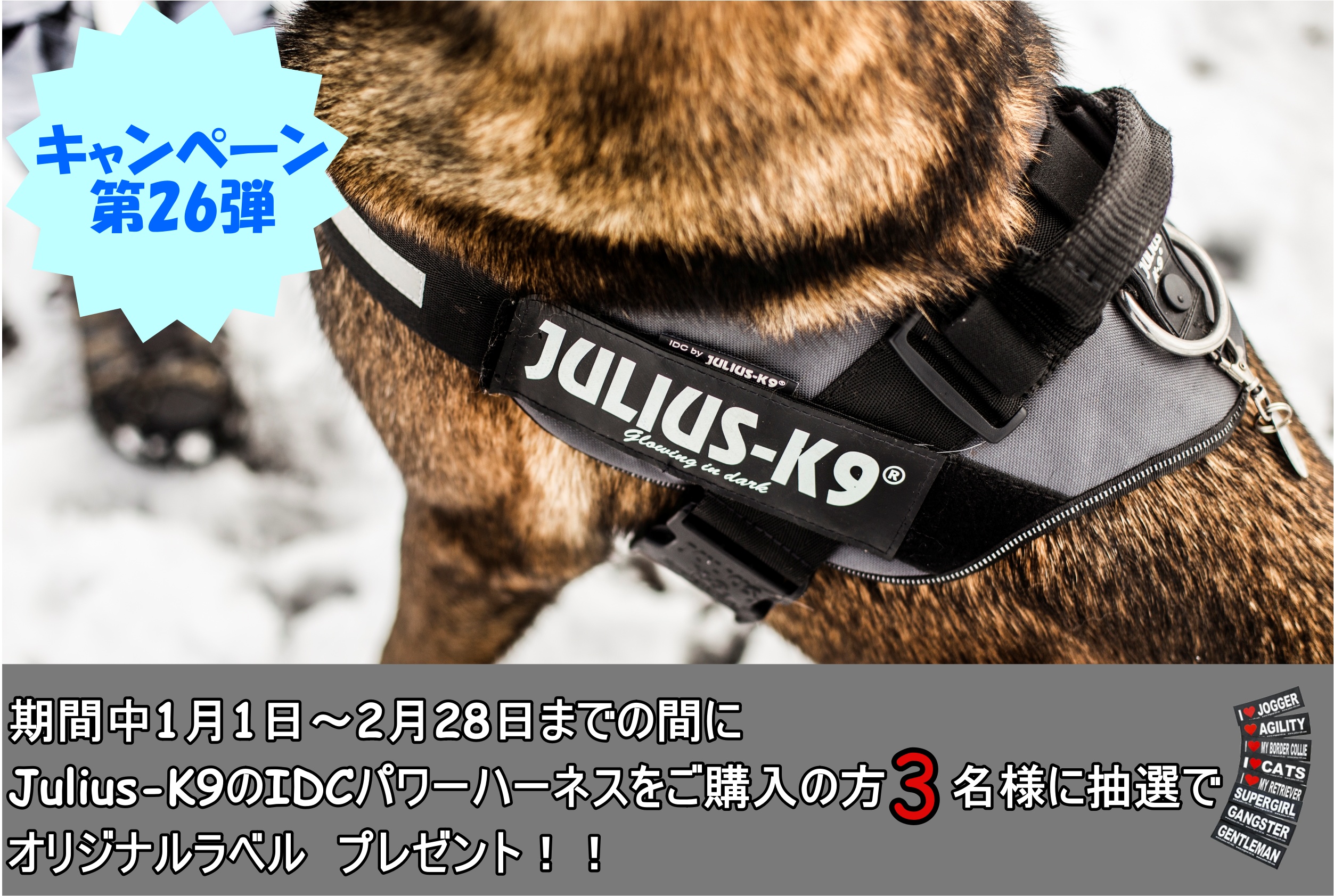 3XS 2XS IDCパワーサマーハーネス メッシュハーネス Julius-K9 ユリウスK9 小型犬 犬 犬用 胴輪  胸囲29〜45cm