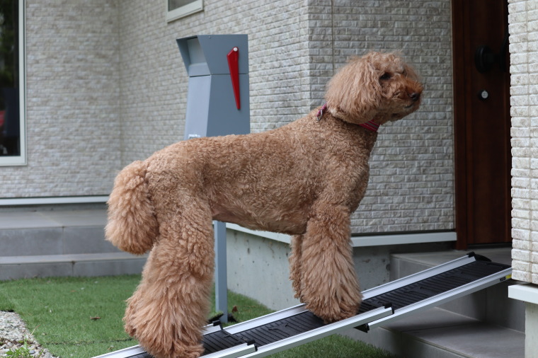 安心・安全を追求した【Hakusan・ドッグスロープ】 : 1stDogCafe