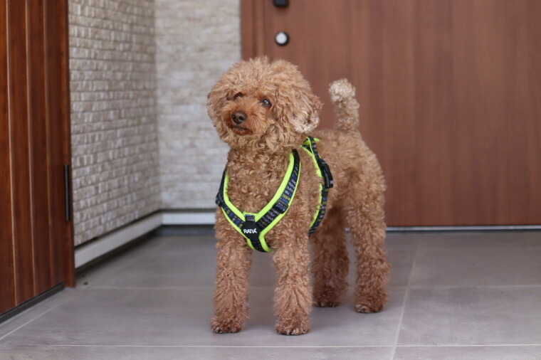 Ratia】【デザインスタジオ ラティア】北欧デザイン・ゼロハーネス