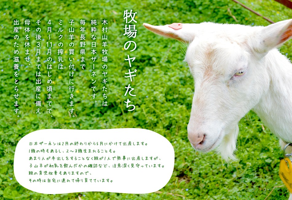 シェーブルチーズ