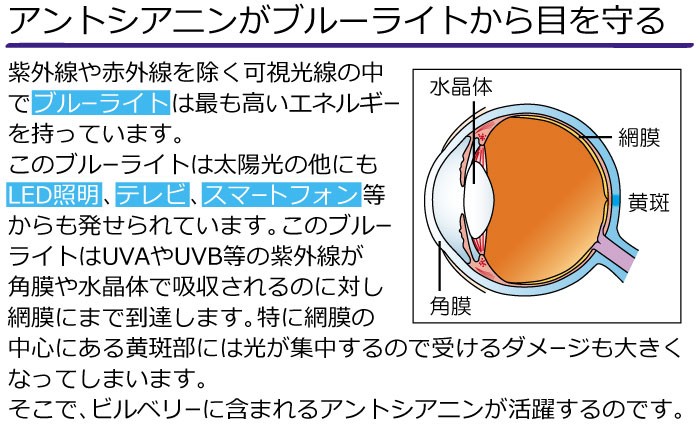 アントシアニン