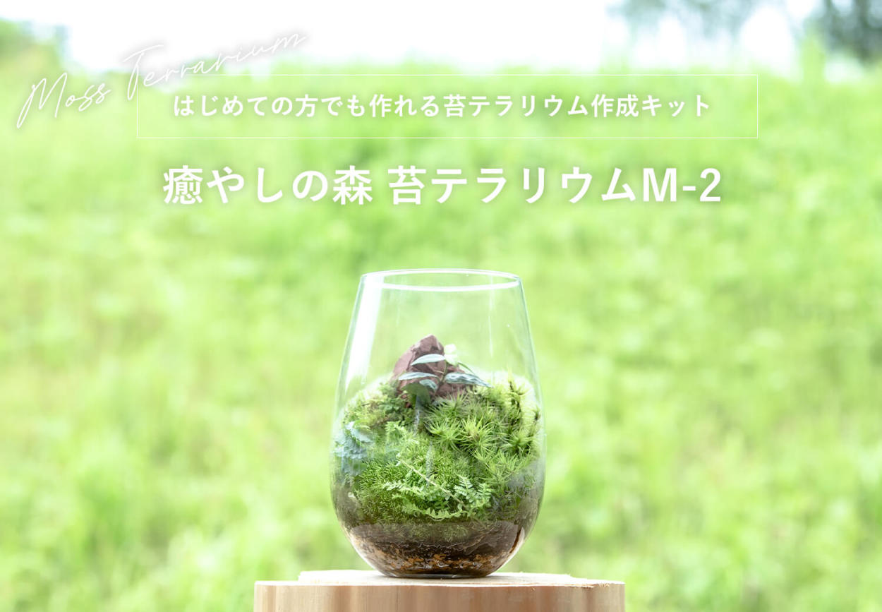 はじめての方でも作れる苔テラリウム作成キット】癒しの森 苔テラリウムM-2 :51667524:苔と灯りのお店 - 通販 - Yahoo!ショッピング