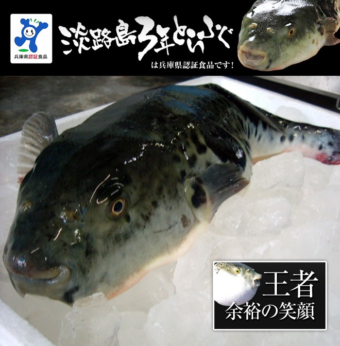 超特大 3年とらふぐプレミアム白子付き 丸ごと1匹 身欠き白子付き (元魚2kgサイズ)鍋7人前 淡路島３年とらふぐ 若男水産