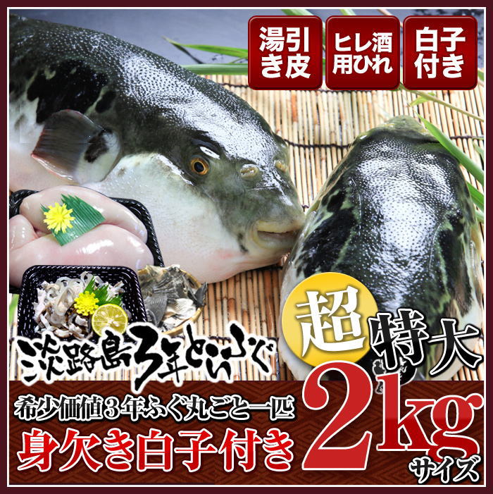 超特大 3年とらふぐプレミアム白子付き 丸ごと1匹 身欠き白子付き (元魚2kgサイズ)鍋7人前 淡路島３年とらふぐ 若男水産