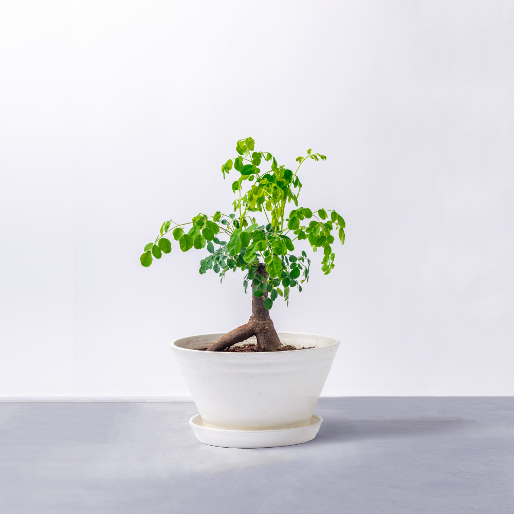 ナチュ凛 モリンガ 鉢植え 観葉植物 スーパーフード おうちモリンガ