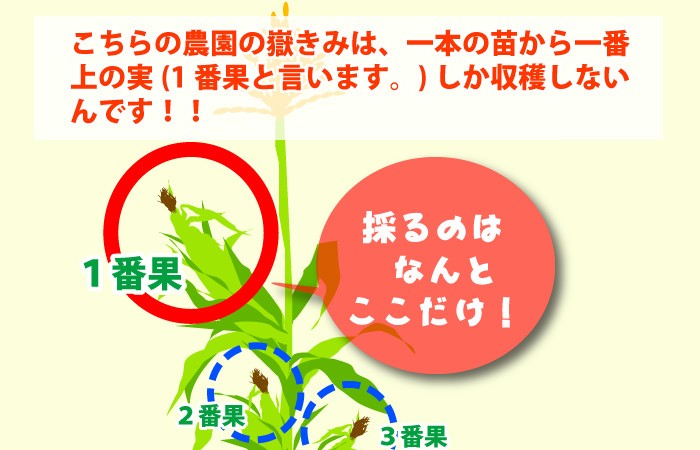 嶽きみ だけきみ とうもろこし トウモロコシ 