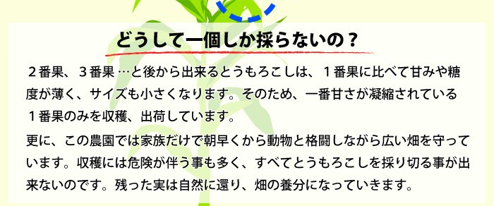 嶽きみ だけきみ とうもろこし トウモロコシ 