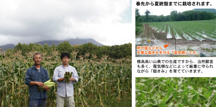 嶽きみ だけきみ とうもろこし トウモロコシ 