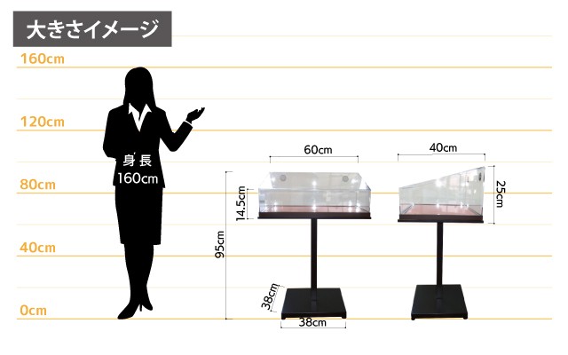 女性とのサイズ比較