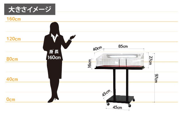 女性とのサイズ比較