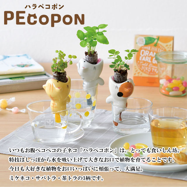 栽培セット PEcopon ハラペコポン 001