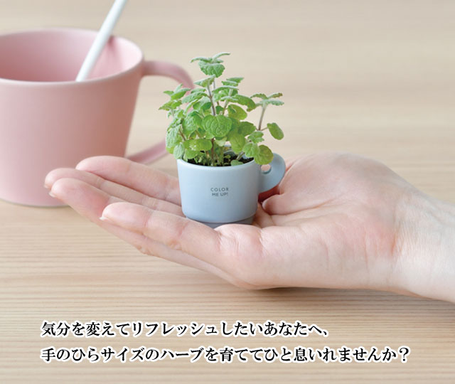 栽培キット Color me up MUG カラーミーアップマグ 002