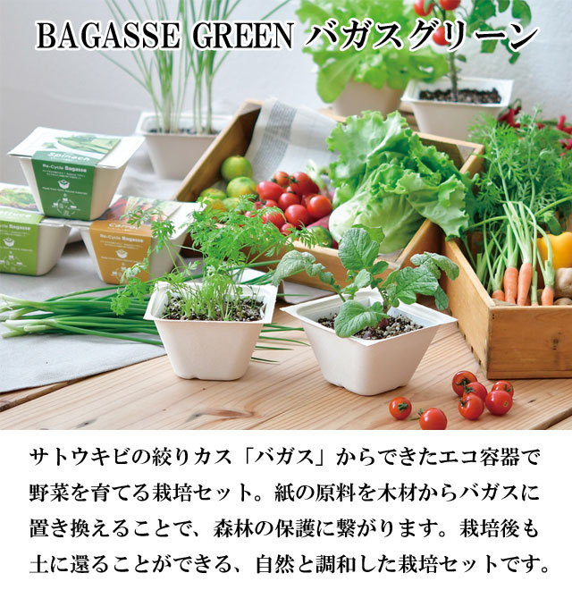 BAGASSE GREEN バガスグリーン 001