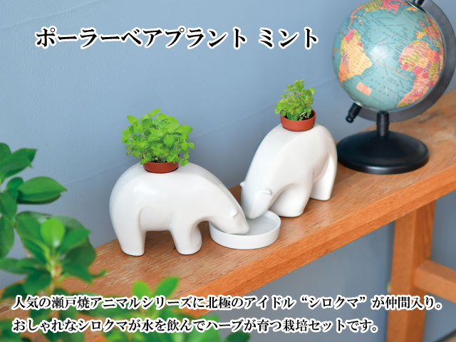 栽培キット polar bearplant ポーラーベアプラント ミント 001